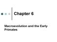 Macroevolution and the Early Primates PowerPoint PPT Presentation