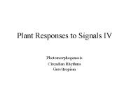 Plant Responses to Signals IV