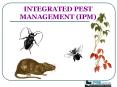 INTEGRATED PEST MANAGEMENT (IPM) PowerPoint PPT Presentation