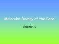 Molecular Biology of the Gene PowerPoint PPT Presentation