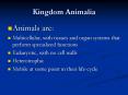 Kingdom Animalia PowerPoint PPT Presentation