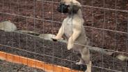 Eliminating problem dog behaviors – jumping and roaming