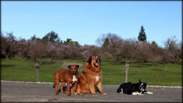 Dog training - Taking your dog training off leash