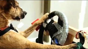 Dog training - Training your dog not to chase cars