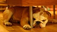 Dog training - Training your dog the right way