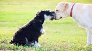 Training your dog with a training collar and leash