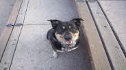 Dog training - Training your new puppy