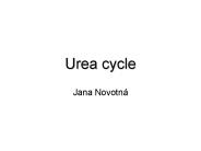 Urea cycle