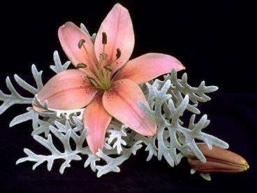 ??? ????????? ?? ????? out break