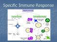 Specific Immune Response PowerPoint PPT Presentation