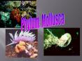 Phylum Mollusca PowerPoint PPT Presentation