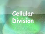 Cellular Division