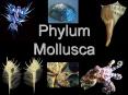 Phylum Mollusca PowerPoint PPT Presentation
