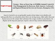 Insects Removal Services