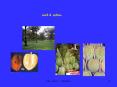 ??????? durian PowerPoint PPT Presentation