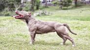 Dog training - Teaching your dog not to chew