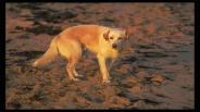Dog training - Dealing with house training your dog