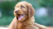 Dog training - Training your puppy not to bite