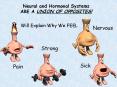Neural and Hormonal Systems ARE A UNION OF OPPOSITES! PowerPoint PPT Presentation