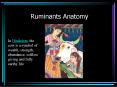 Ruminants Anatomy PowerPoint PPT Presentation