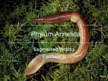 Phylum Annelida presentation | free to view