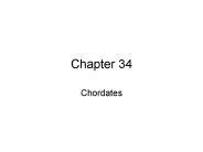 Chordates