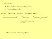Nervous System