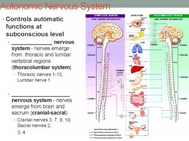 Autonomic Nervous System