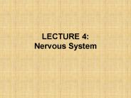 LECTURE 4: Nervous System