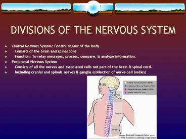 Nervous System Parts And Functions Powerpoint