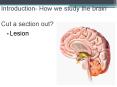 Introduction- How we study the brain Cut a section out? PowerPoint PPT Presentation