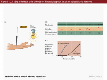 Figure 10.1 Experimental demonstration that nociception involves specialized neurons