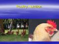 Poultry Nutrition PowerPoint PPT Presentation