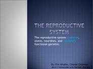 The Reproductive System