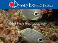 Reef Fish Reproduction PowerPoint PPT Presentation
