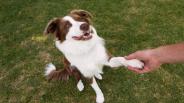 Dog Training - Crate Training Your Golden