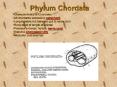 Phylum Chordata PowerPoint PPT Presentation