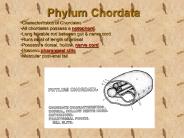Phylum Chordata