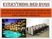 Everything Bed Bugs