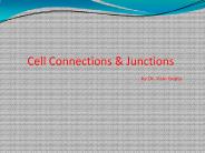 Cell Connections