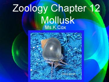 Zoology Chapter 12 Mollusk