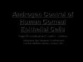 Androgen Control of Human Corneal Epithelial Cells PowerPoint PPT Presentation
