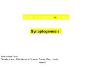 Synaptogenesis