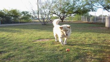 Dog Behavior Training To Housebreak Your Puppy