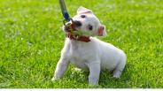 Dog Training - House Training Your New Puppy