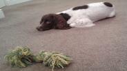 Dog Training and Your Relationship With Your Dog