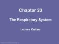 The Respiratory System PowerPoint PPT Presentation