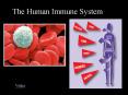 The Human Immune System PowerPoint PPT Presentation