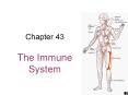 The Immune System PowerPoint PPT Presentation