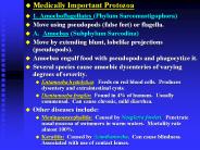Medically Important Protozoa